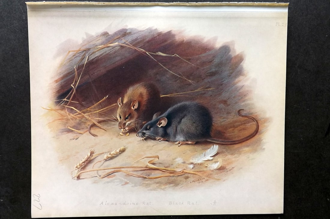 Thorburn, Archibald 1921 Folio Print. Alexandrine & Black Rat 29.: Folio Chromolithograph Published 1920-21, London for "British Mammals" by Archibald Thorburn. On Heavy Stock Paper. Rare. This Edition Limited to 500 Copies. Paper Size: 12.5 x 10 inch (32 x 25cm) Ink