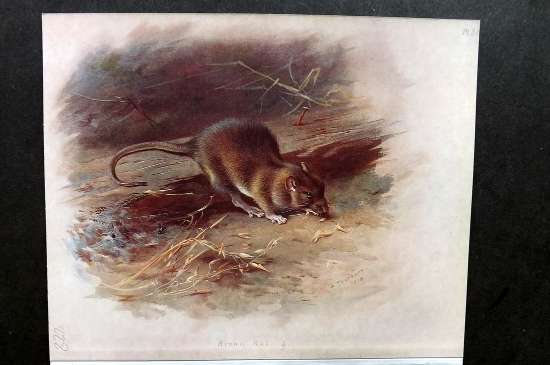 Thorburn, Archibald 1921 Folio Print. Brown Rat 30.: Folio Chromolithograph Published 1920-21, London for "British Mammals" by Archibald Thorburn. On Heavy Stock Paper. Rare. This Edition Limited to 500 Copies. Paper Size: 12.5 x 10 inch (32 x 25cm) Ink