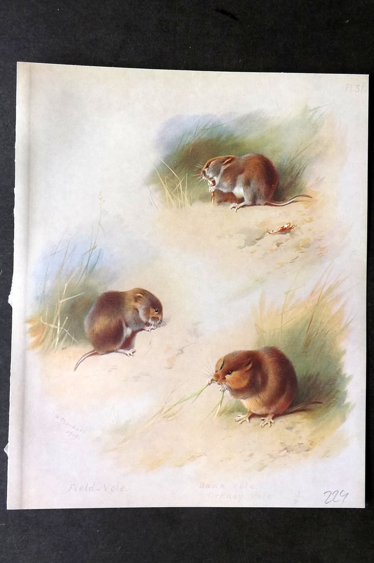 Thorburn, Archibald 1921 Folio Print. Field, Bank & Orkney Vole 31.: Folio Chromolithograph Published 1920-21, London for "British Mammals" by Archibald Thorburn. On Heavy Stock Paper. Rare. This Edition Limited to 500 Copies. Paper Size: 12.5 x 10 inch (32 x 25cm) Ink