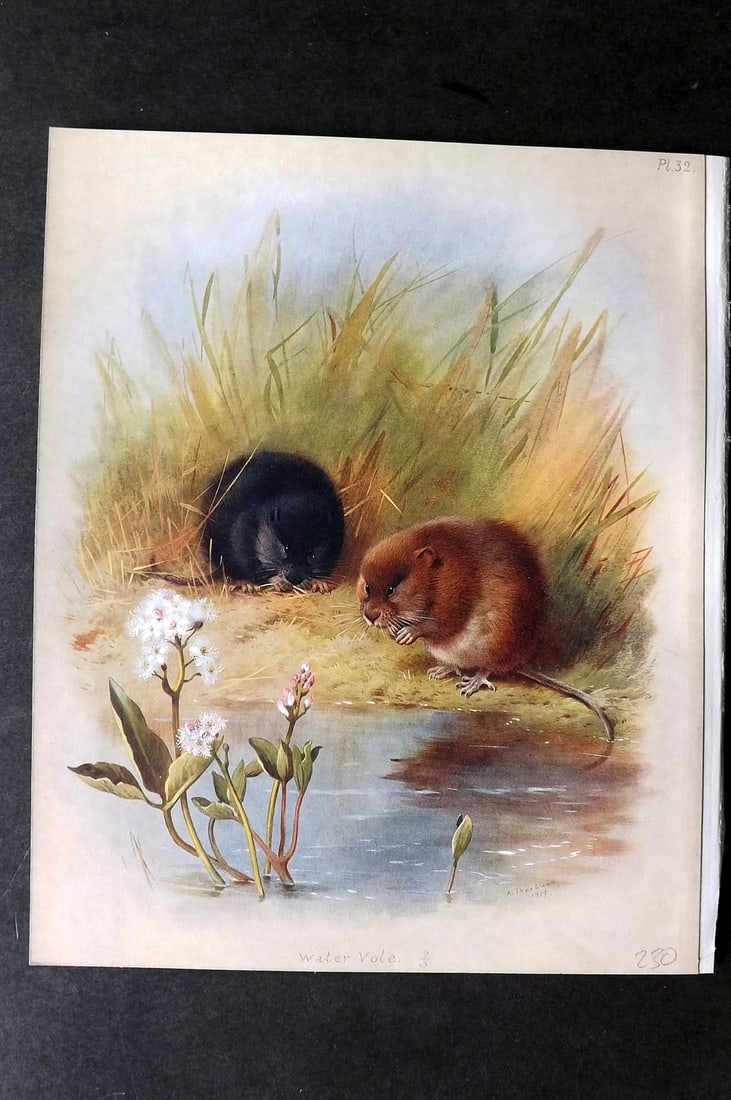 Thorburn, Archibald 1921 Folio Print. Water Vole 32.: Folio Chromolithograph Published 1920-21, London for "British Mammals" by Archibald Thorburn. On Heavy Stock Paper. Rare. This Edition Limited to 500 Copies. Paper Size: 12.5 x 10 inch (32 x 25cm) Ink