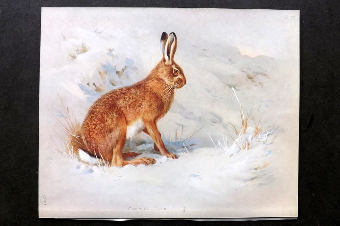 Thorburn, Archibald 1921 Folio Print. Common Hare 33.: Folio Chromolithograph Published 1920-21, London for "British Mammals" by Archibald Thorburn. On Heavy Stock Paper. Rare. This Edition Limited to 500 Copies. Paper Size: 12.5 x 10 inch (32 x 25cm) Ink