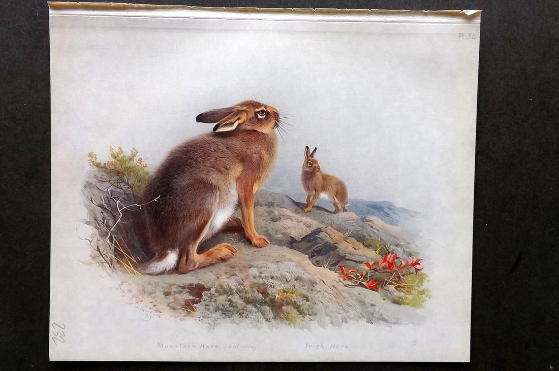Thorburn, Archibald 1921 Folio Print. Mountain & Irish Hare 34.: Folio Chromolithograph Published 1920-21, London for "British Mammals" by Archibald Thorburn. On Heavy Stock Paper. Rare. This Edition Limited to 500 Copies. Paper Size: 12.5 x 10 inch (32 x 25cm) Ink