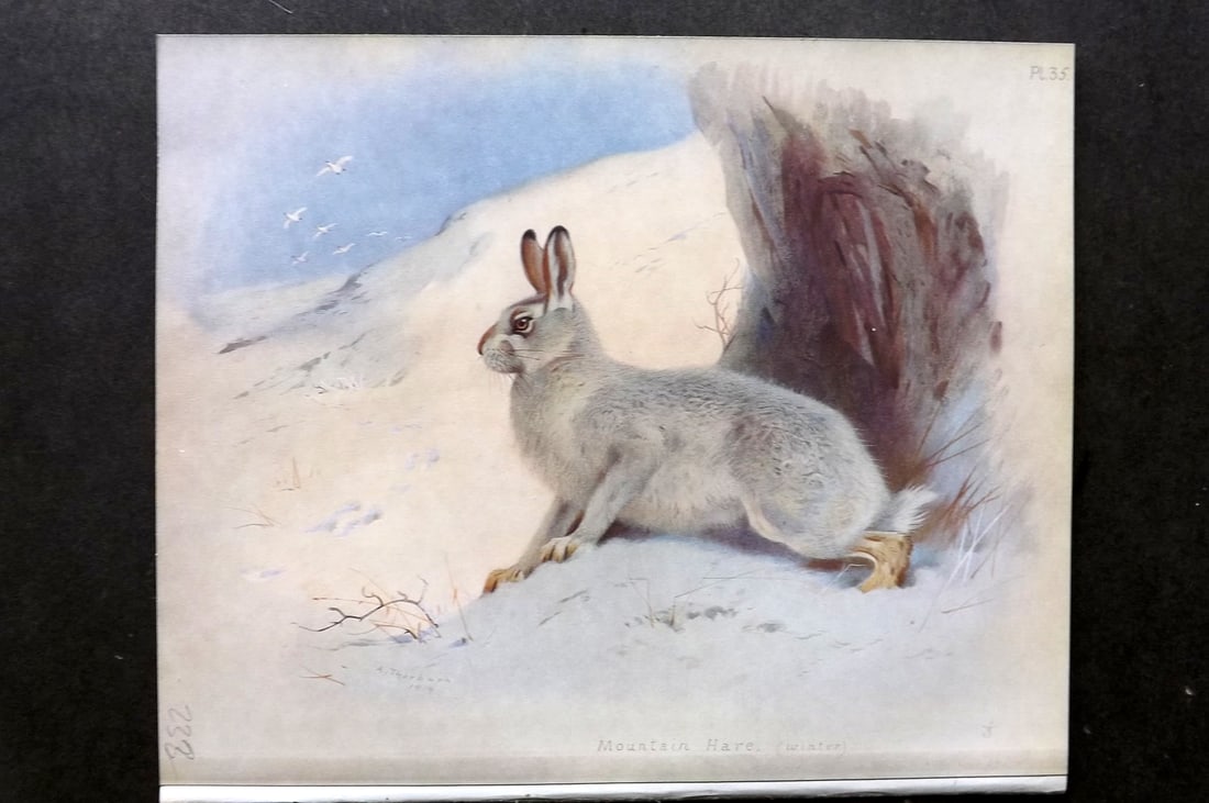Thorburn, Archibald 1921 Folio Print. Mountain Hare (Winter) 35.: Folio Chromolithograph Published 1920-21, London for "British Mammals" by Archibald Thorburn. On Heavy Stock Paper. Rare. This Edition Limited to 500 Copies. Paper Size: 12.5 x 10 inch (32 x 25cm) Ink