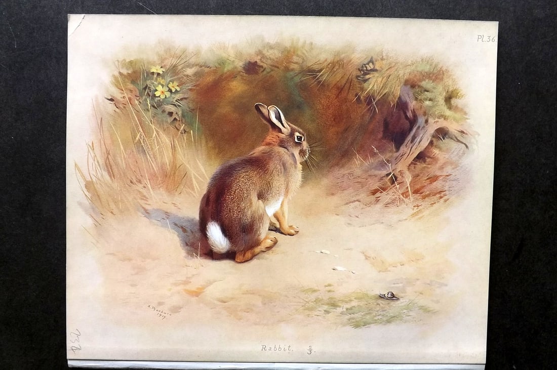Thorburn, Archibald 1921 Folio Print. Rabbit 36.: Folio Chromolithograph Published 1920-21, London for "British Mammals" by Archibald Thorburn. On Heavy Stock Paper. Rare. This Edition Limited to 500 Copies. Paper Size: 12.5 x 10 inch (32 x 25cm) Ink