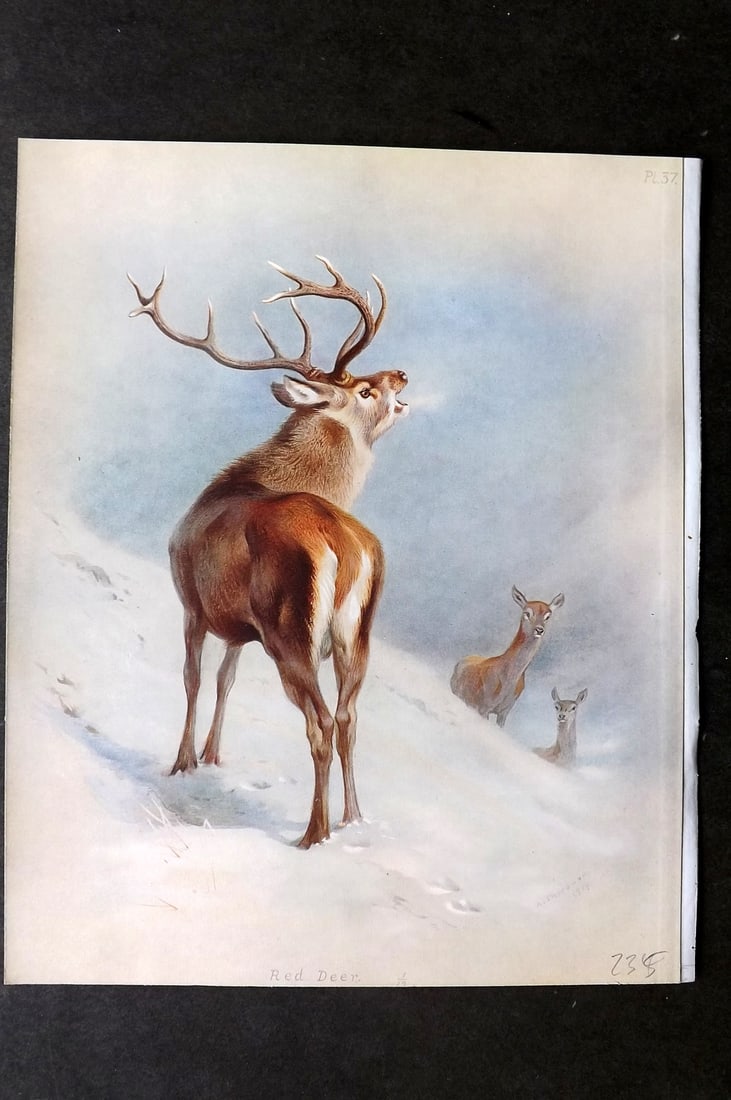 Thorburn, Archibald 1921 Folio Print. Red Deer 37.: Folio Chromolithograph Published 1920-21, London for "British Mammals" by Archibald Thorburn. On Heavy Stock Paper. Rare. This Edition Limited to 500 Copies. Paper Size: 12.5 x 10 inch (32 x 25cm) Ink
