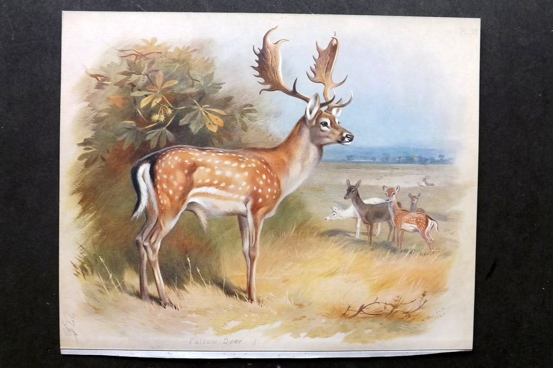 Thorburn, Archibald 1921 Folio Print. Fallow Deer 38.: Folio Chromolithograph Published 1920-21, London for "British Mammals" by Archibald Thorburn. On Heavy Stock Paper. Rare. This Edition Limited to 500 Copies. Paper Size: 12.5 x 10 inch (32 x 25cm) Ink