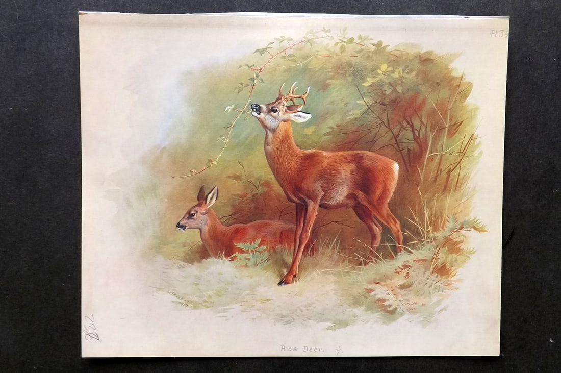 Thorburn, Archibald 1921 Folio Print. Roe Deer 39.: Folio Chromolithograph Published 1920-21, London for "British Mammals" by Archibald Thorburn. On Heavy Stock Paper. Rare. This Edition Limited to 500 Copies. Paper Size: 12.5 x 10 inch (32 x 25cm) Ink