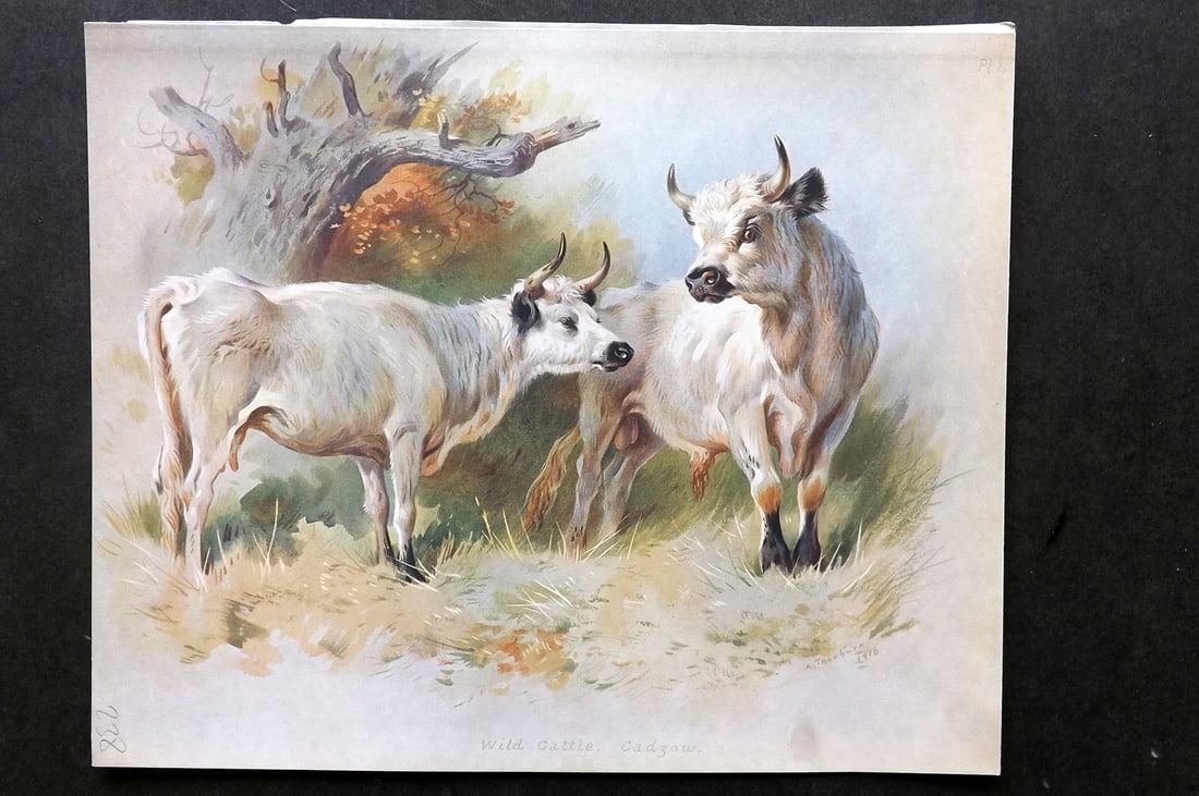Thorburn, Archibald 1921 Folio Print. Wild Cattle 40.: Folio Chromolithograph Published 1920-21, London for "British Mammals" by Archibald Thorburn. On Heavy Stock Paper. Rare. This Edition Limited to 500 Copies. Paper Size: 12.5 x 10 inch (32 x 25cm) Ink