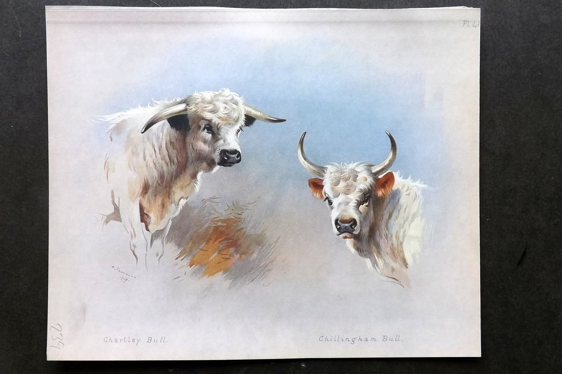 Thorburn, Archibald 1921 Folio Print. Chartley & Chillingham Bull 41.: Folio Chromolithograph Published 1920-21, London for "British Mammals" by Archibald Thorburn. On Heavy Stock Paper. Rare. This Edition Limited to 500 Copies. Paper Size: 12.5 x 10 inch (32 x 25cm) Ink