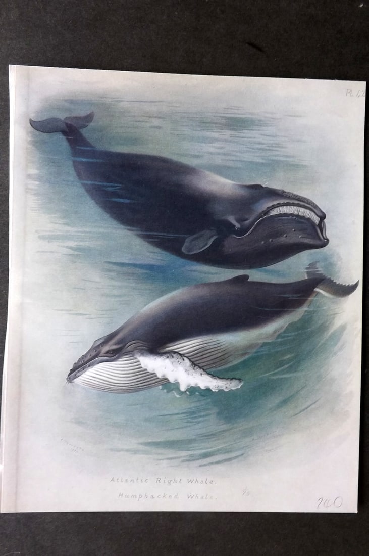 Thorburn, Archibald 1921 Folio Print. Atlantic Right & Humped Back Whale 42.: Folio Chromolithograph Published 1920-21, London for "British Mammals" by Archibald Thorburn. On Heavy Stock Paper. Rare. This Edition Limited to 500 Copies. Paper Size: 12.5 x 10 inch (32 x 25cm) Ink