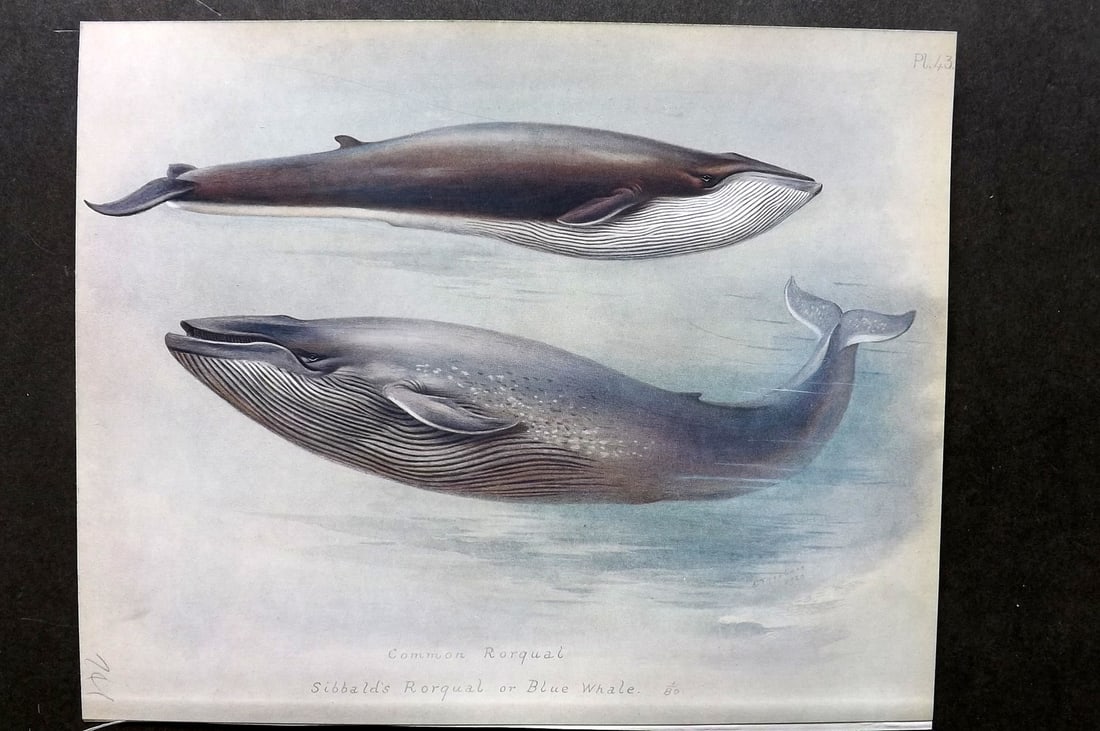 Thorburn, Archibald 1921 Folio Print. Common Rorqual & Blue Whale 43.: Folio Chromolithograph Published 1920-21, London for "British Mammals" by Archibald Thorburn. On Heavy Stock Paper. Rare. This Edition Limited to 500 Copies. Paper Size: 12.5 x 10 inch (32 x 25cm) Ink