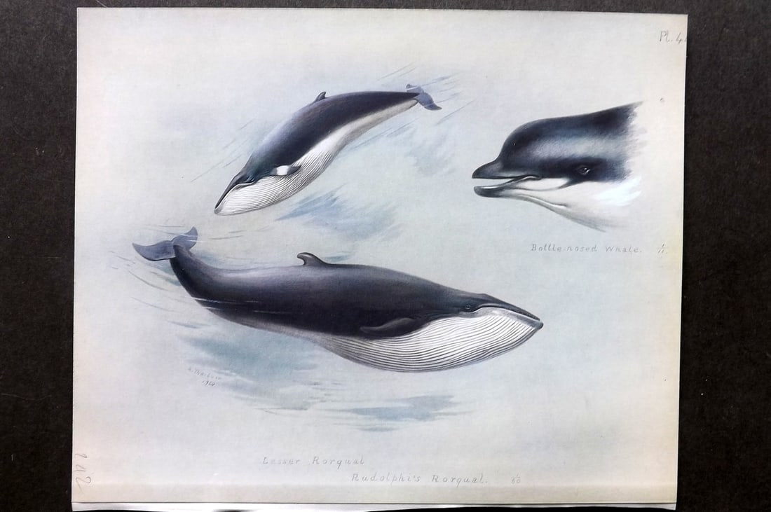 Thorburn, Archibald 1921 Folio Print. Lesser & Rudolphi's Rorqual 44 Whales.: Folio Chromolithograph Published 1920-21, London for "British Mammals" by Archibald Thorburn. On Heavy Stock Paper. Rare. This Edition Limited to 500 Copies. Paper Size: 12.5 x 10 inch (32 x 25cm) Ink