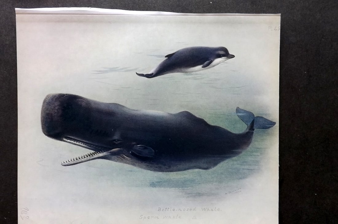 Thorburn, Archibald 1921 Folio Print. Bottle Nosed & Sperm Whale 45.: Folio Chromolithograph Published 1920-21, London for "British Mammals" by Archibald Thorburn. On Heavy Stock Paper. Rare. This Edition Limited to 500 Copies. Paper Size: 12.5 x 10 inch (32 x 25cm) Ink