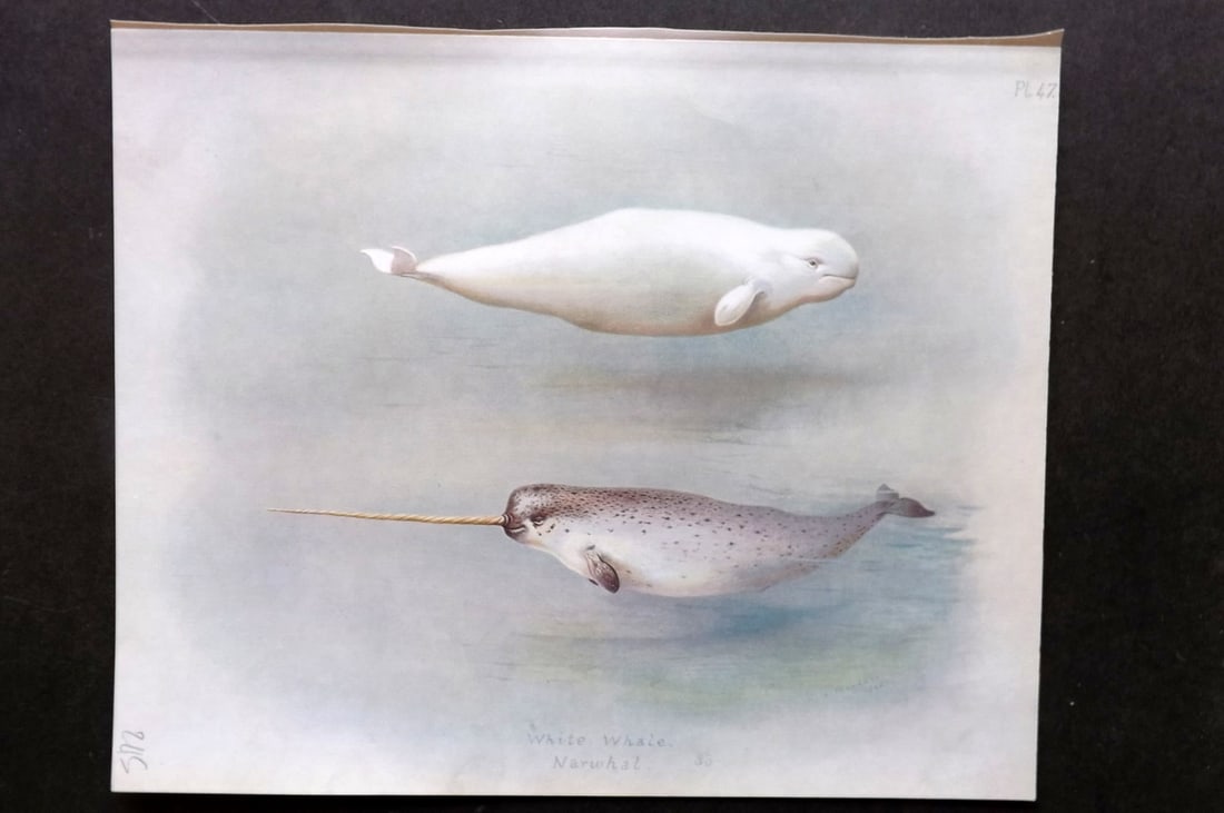 Thorburn, Archibald 1921 Folio Print. White Whale, Narwhal 47.: Folio Chromolithograph Published 1920-21, London for "British Mammals" by Archibald Thorburn. On Heavy Stock Paper. Rare. This Edition Limited to 500 Copies. Paper Size: 12.5 x 10 inch (32 x 25cm) Ink