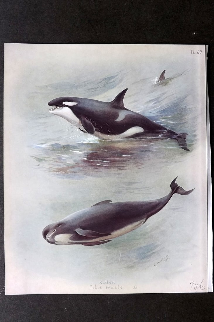 Thorburn, Archibald 1921 Folio Print. Killer & Pilot Whale 48.: Folio Chromolithograph Published 1920-21, London for "British Mammals" by Archibald Thorburn. On Heavy Stock Paper. Rare. This Edition Limited to 500 Copies. Paper Size: 12.5 x 10 inch (32 x 25cm) Ink