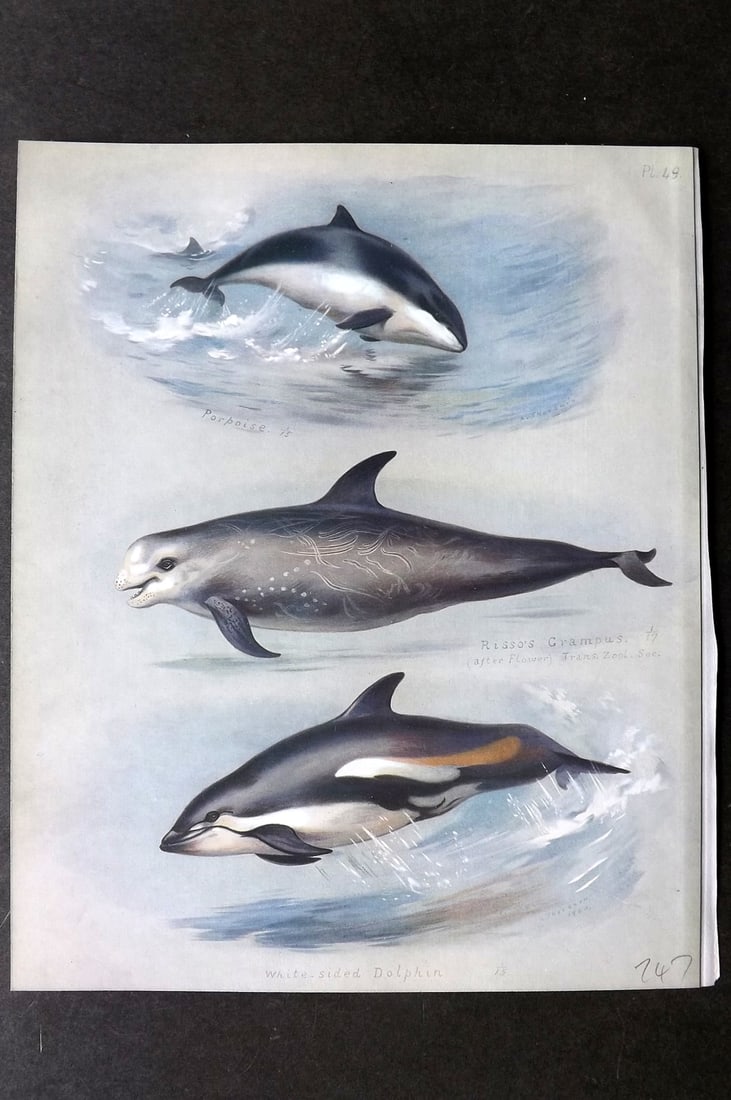 Thorburn, Archibald 1921 Folio Print. Porpoise, Risso's Grampus, White-Sided Dolphin 49.: Folio Chromolithograph Published 1920-21, London for "British Mammals" by Archibald Thorburn. On Heavy Stock Paper. Rare. This Edition Limited to 500 Copies. Paper Size: 12.5 x 10 inch (32 x 25cm) Ink