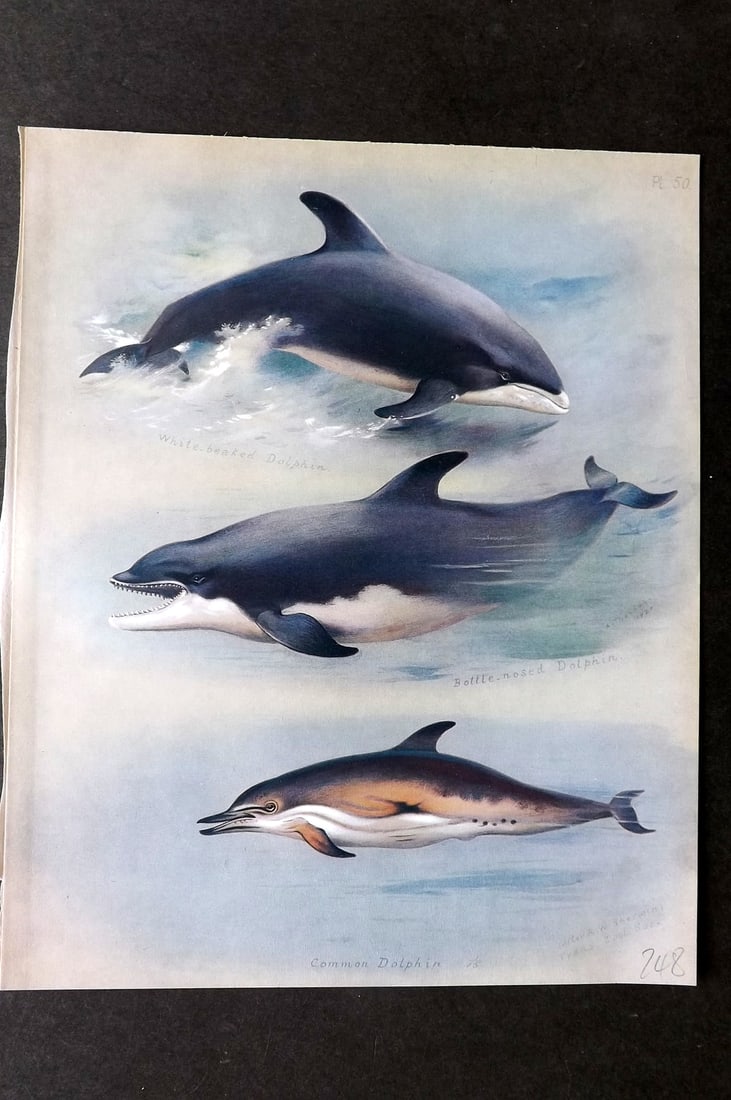 Thorburn, Archibald 1921 Folio Print. White Nosed, Bottle Nosed & Common Dolphin 50.: Folio Chromolithograph Published 1920-21, London for "British Mammals" by Archibald Thorburn. On Heavy Stock Paper. Rare. This Edition Limited to 500 Copies. Paper Size: 12.5 x 10 inch (32 x 25cm) Ink