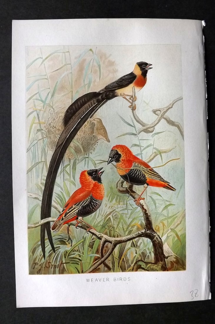 Lydekker, Richard 1896 Antique Bird Print. Weaver Birds (1 of 1)