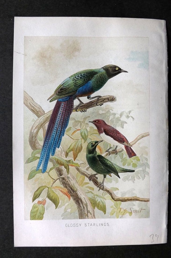 Lydekker, Richard 1896 Antique Bird Print. Glossy Starlings: Chromolithograph Published 1894-96, London for "The Royal Natural History" by Richard Lydekker. Illustrated by Smit, Keulemans, Wolf and others. Paper Size: 10 x 6.5 inch (25 x 16.5cm) Good Condition