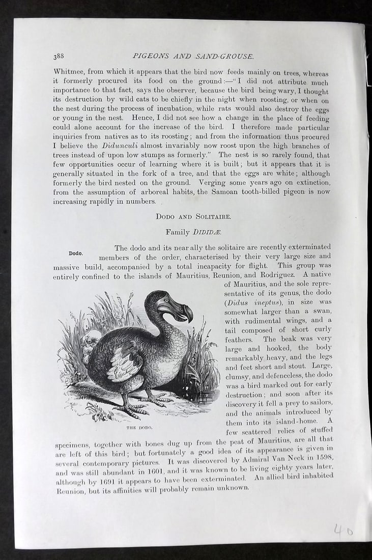 Lydekker, Richard 1896 Antique Bird Print. Extinct Dodo (1 of 1)