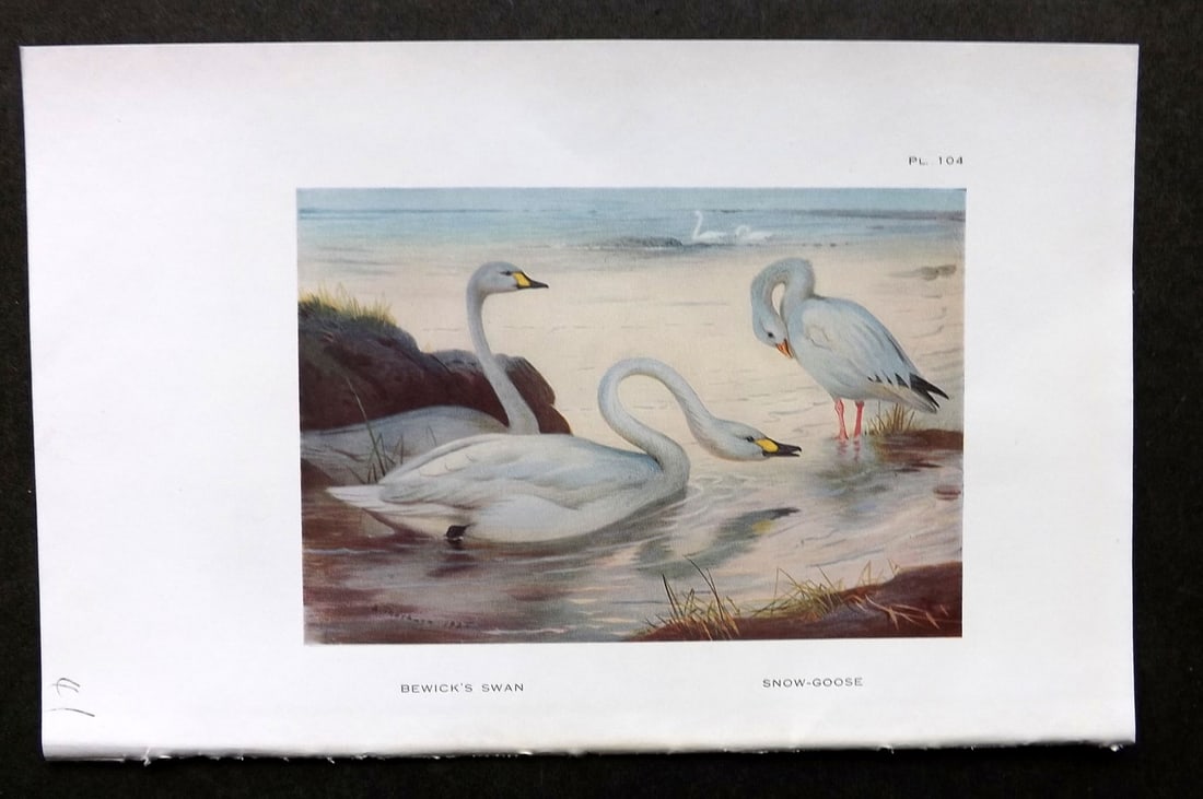 Thorburn, Archibald 1926 Vintage Bird Print. Bewicks Swan, Snow Goose (1 of 1)