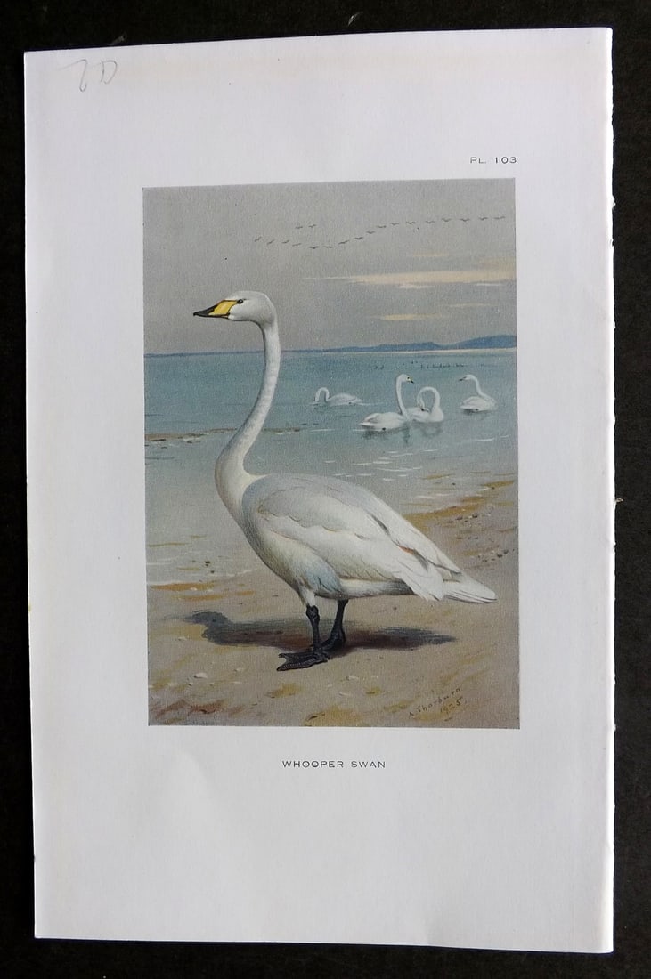 Thorburn, Archibald 1926 Vintage Bird Print. Whooper Swan (1 of 1)