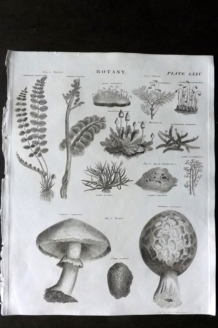 Brewster, David 1824 Botanical Print. Mushroom Fungi and other plants (1 of 1)