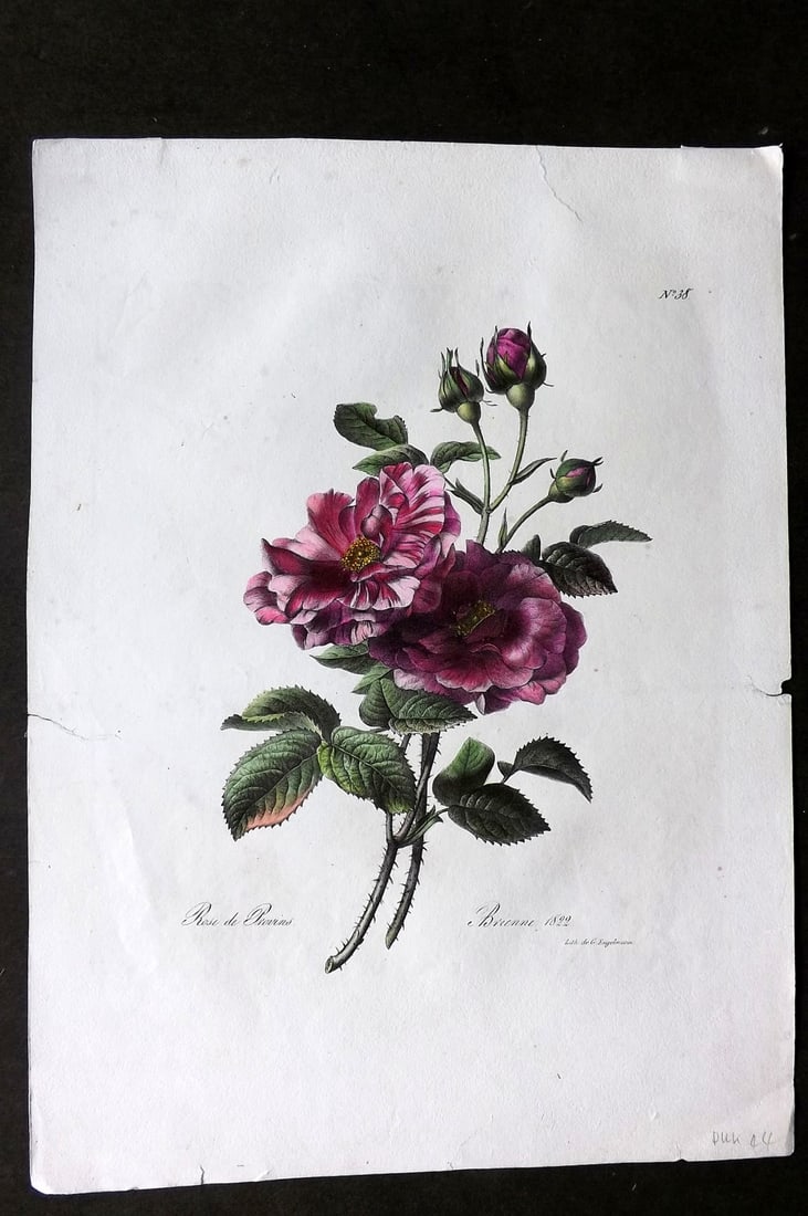Brienne, Auguste C1830 Folio Hand Col Botanical Print. Rose de Provins 38: Folio Hand Colored Lithograph Published C1830, Paris for a suite of Botanical Plates Illustrated by Auguste Piquet de Brienne. Lithographed by Engelmann and others. On Good Quality Wove Paper. Paper S