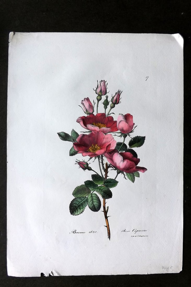 Brienne, Auguste C1830 Folio Hand Col Botanical Print. Rose Capucine 17: Folio Hand Colored Lithograph Published C1830, Paris for a suite of Botanical Plates Illustrated by Auguste Piquet de Brienne. Lithographed by Engelmann and others. On Good Quality Wove Paper. Paper S