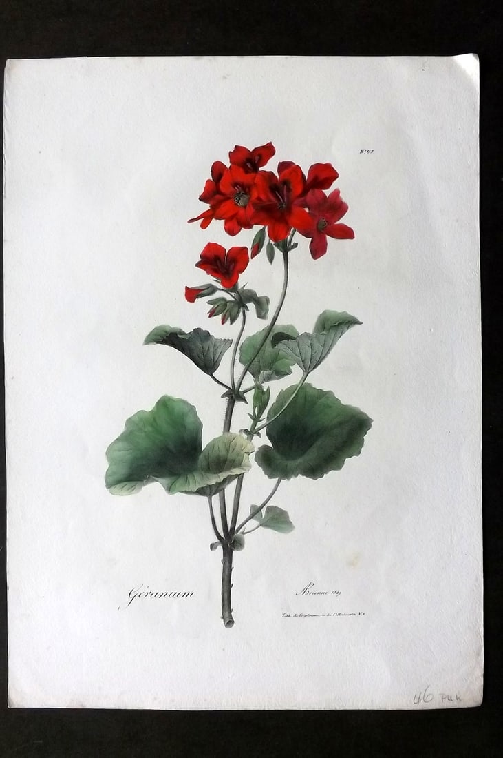 Brienne, Auguste C1830 Folio Hand Col Botanical Print. Geranium 62 (1 of 1)