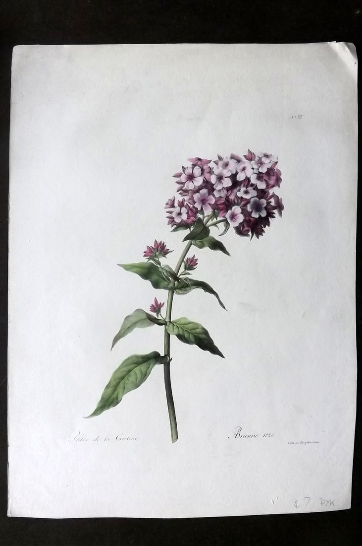 Brienne, Auguste C1830 Folio Hand Col Botanical Print. Phlox de la Caroline 55 (1 of 1)
