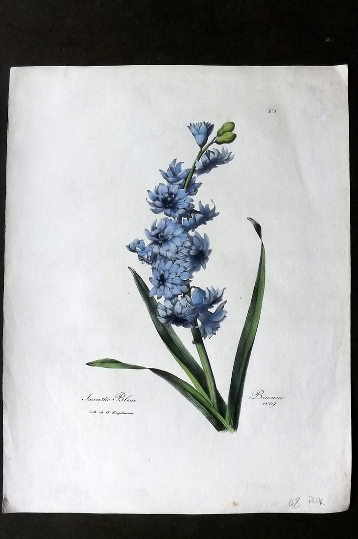 Brienne, Auguste C1830 Folio Hand Col Botanical Print. Jacinthe Bleue 08 (1 of 1)