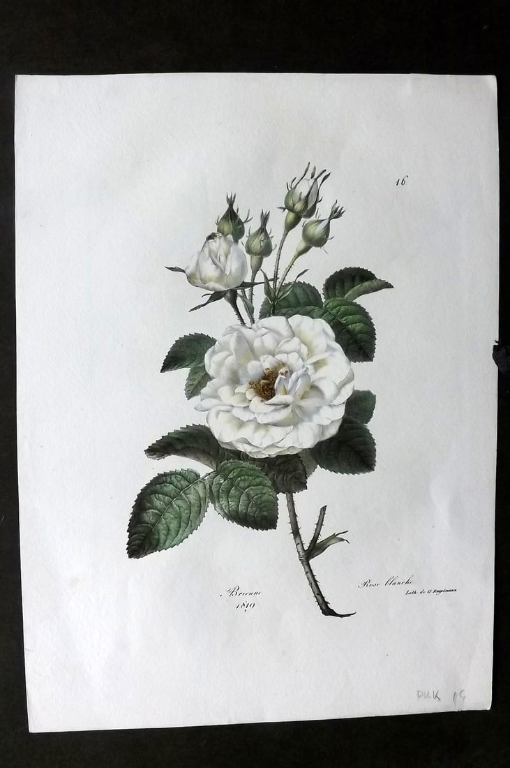 Brienne, Auguste C1830 Folio Hand Col Botanical Print. Rose Blanche 16: Folio Hand Colored Lithograph Published C1830, Paris for a suite of Botanical Plates Illustrated by Auguste Piquet de Brienne. Lithographed by Engelmann and others. On Good Quality Wove Paper. Paper S
