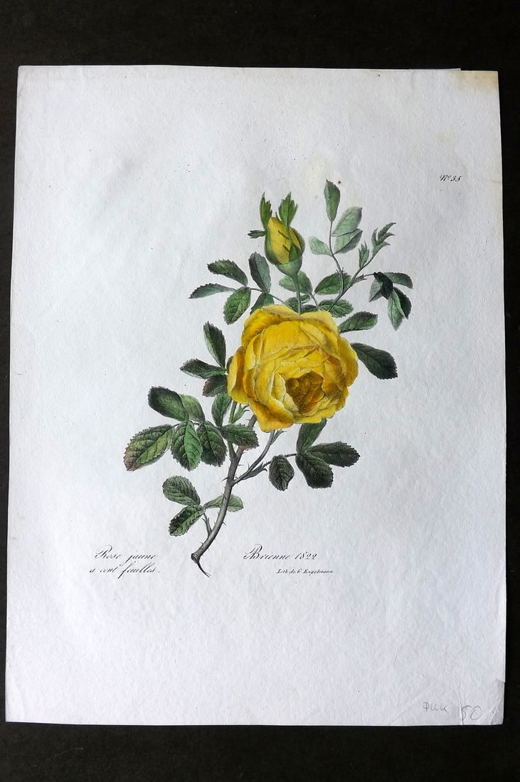 Brienne, Auguste C1830 Folio Hand Col Botanical Print. Rose Jaune a cent feuilles 35: Folio Hand Colored Lithograph Published C1830, Paris for a suite of Botanical Plates Illustrated by Auguste Piquet de Brienne. Lithographed by Engelmann and others. On Good Quality Wove Paper. Paper S