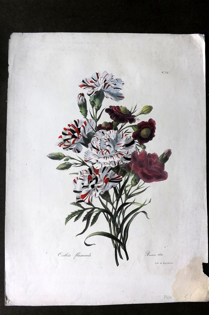 Brienne, Auguste C1830 Folio Hand Col Botanical Print. Bouquet Oeillets Flamands 24 (1 of 1)