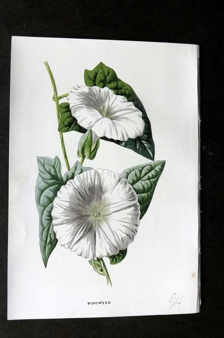 Hulme, F. Edward 1884 First Edition Botanical Print. Bindweed (1 of 1)