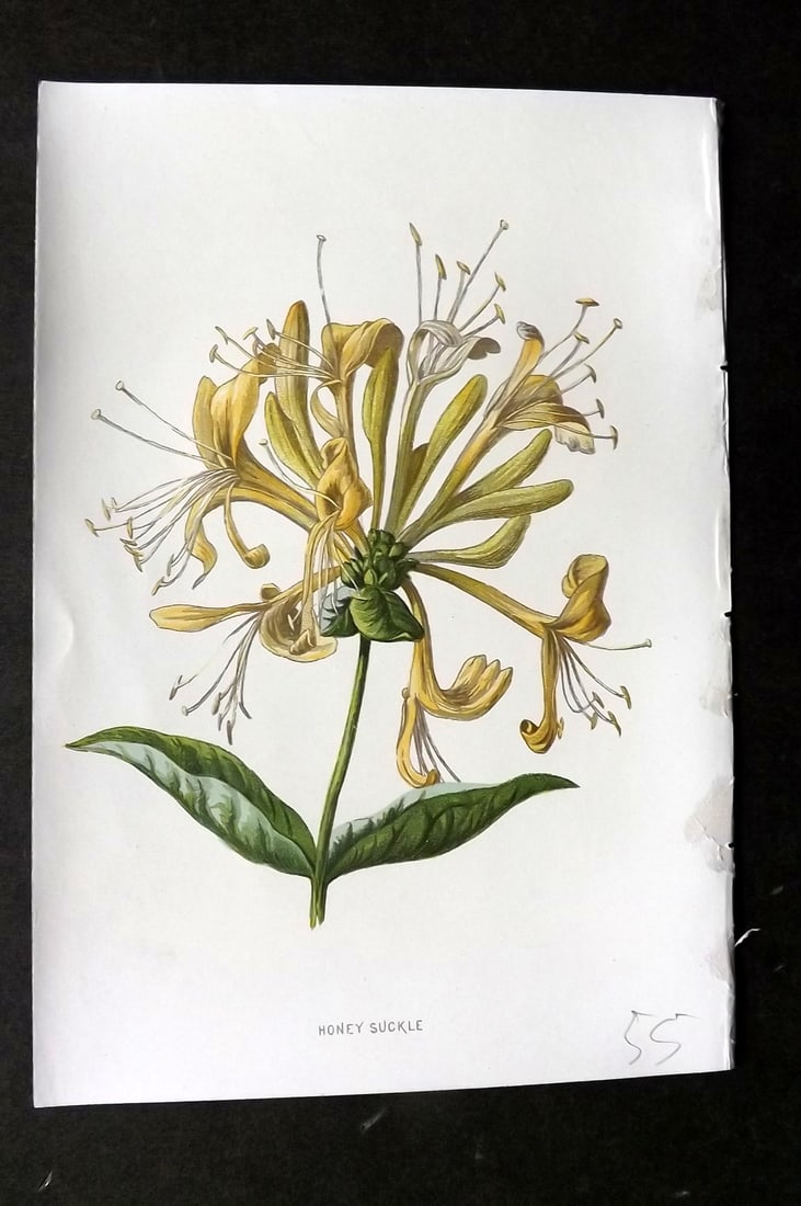 Hulme, F. Edward 1884 First Edition Botanical Print. Honey Suckle (1 of 1)