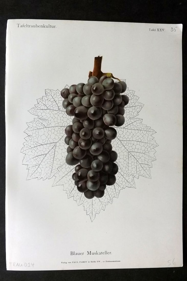 Lauche, William 1894 Fruit Print. Blauer Muskateller Grapes (1 of 1)