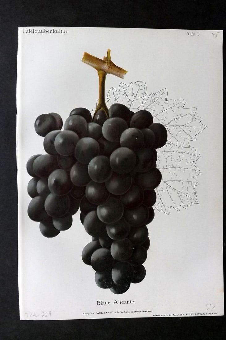 Lauche, William 1894 Fruit Print. Blaue Alicante Grapes (1 of 1)