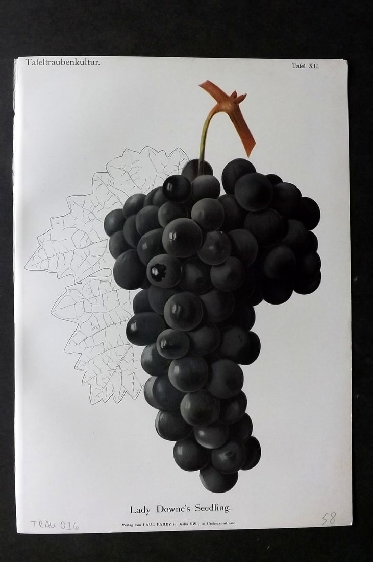 Lauche, William 1894 Fruit Print. Lady Downe's Seedling Grapes (1 of 1)