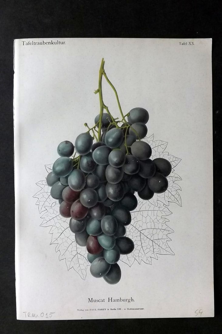 Lauche, William 1894 Fruit Print. Muscat Hamburgh Grapes (1 of 1)