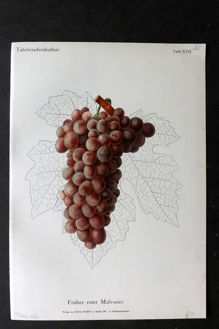 Lauche, William 1894 Fruit Print. Fruher roter Malvasier Grapes (1 of 1)