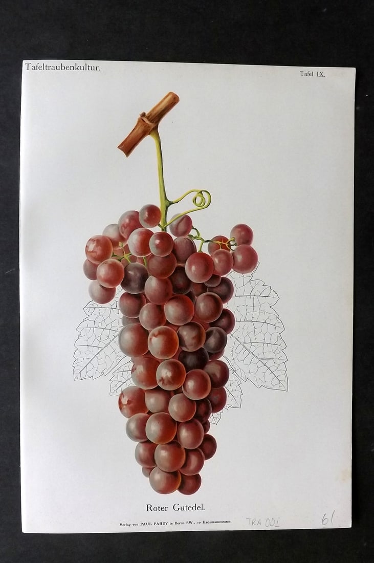Lauche, William 1894 Fruit Print. Roter Gutedel Grapes (1 of 1)