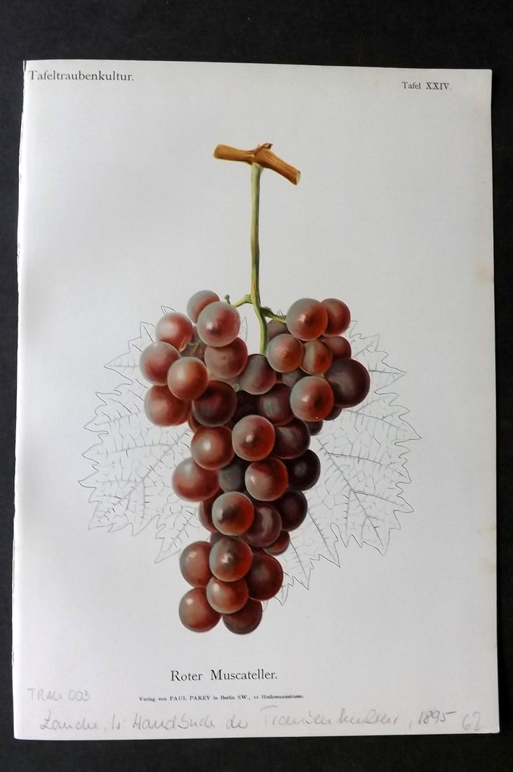 Lauche, William 1894 Fruit Print. Roter Muscateller Grapes (1 of 1)