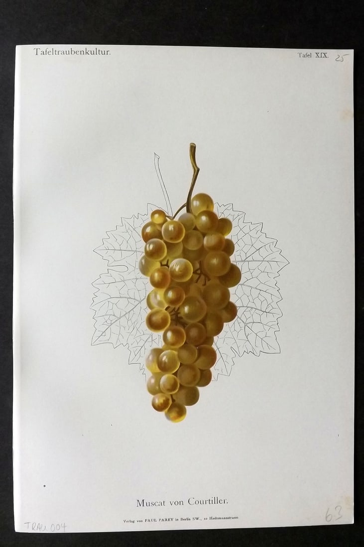 Lauche, William 1894 Fruit Print. Muscat von Courtiller Grapes: Chromolithograph Published 1894 by Paul Parey, Berlin for "Handbuch der Tafeltraubenkultur" by Rudolph Goethe and Wilhelm Lauche. Paper Size: 12 x 8 inch (30 x 21cm) Good Condition