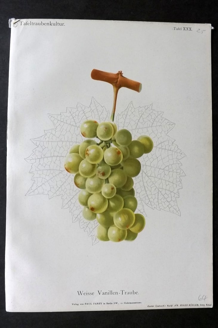 Lauche, William 1894 Fruit Print. Weisse Vanillen-Traube Grapes (1 of 1)