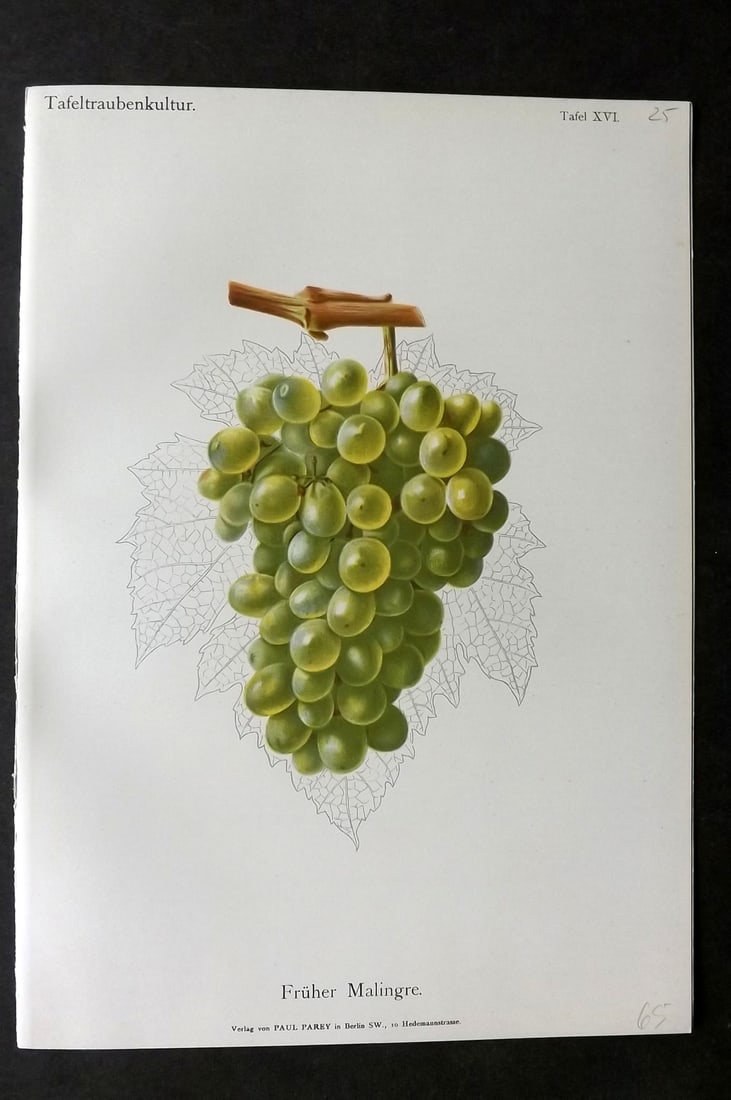 Lauche, William 1894 Fruit Print. Fruher Malingre Grapes (1 of 1)