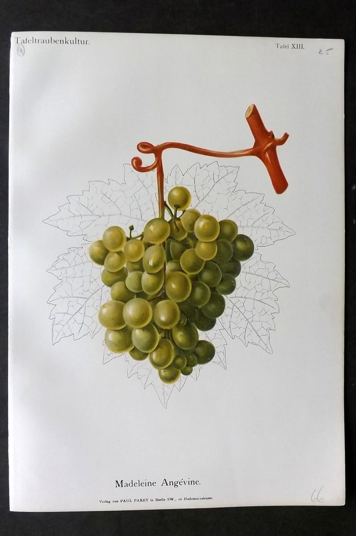 Lauche, William 1894 Fruit Print. Madeleine Angevine Grapes (1 of 1)