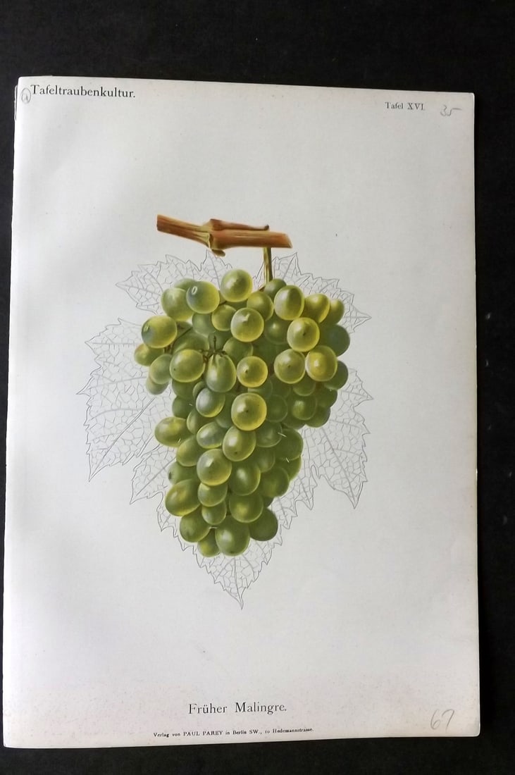 Lauche, William 1894 Fruit Print. Fruher Malingre Grapes: Chromolithograph Published 1894 by Paul Parey, Berlin for "Handbuch der Tafeltraubenkultur" by Rudolph Goethe and Wilhelm Lauche. Paper Size: 12 x 8 inch (30 x 21cm) Very minor margin toning. Good Con