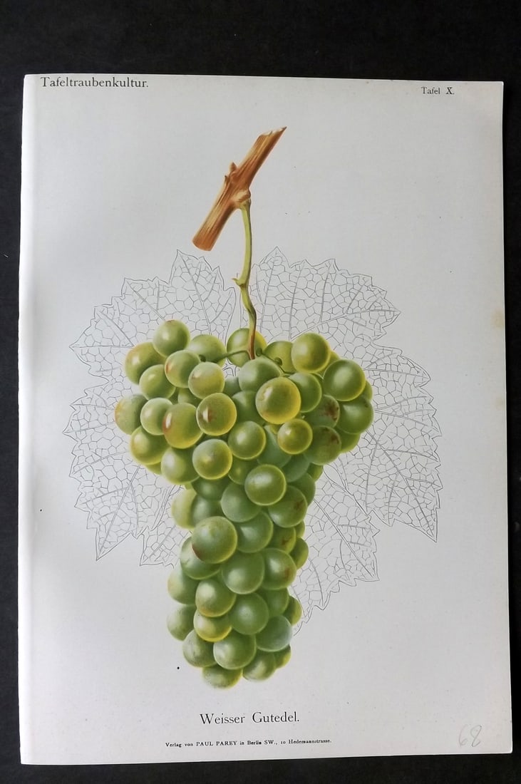 Lauche, William 1894 Fruit Print. Weisser Gutedel Grapes: Chromolithograph Published 1894 by Paul Parey, Berlin for "Handbuch der Tafeltraubenkultur" by Rudolph Goethe and Wilhelm Lauche. Paper Size: 12 x 8 inch (30 x 21cm) Good Condition